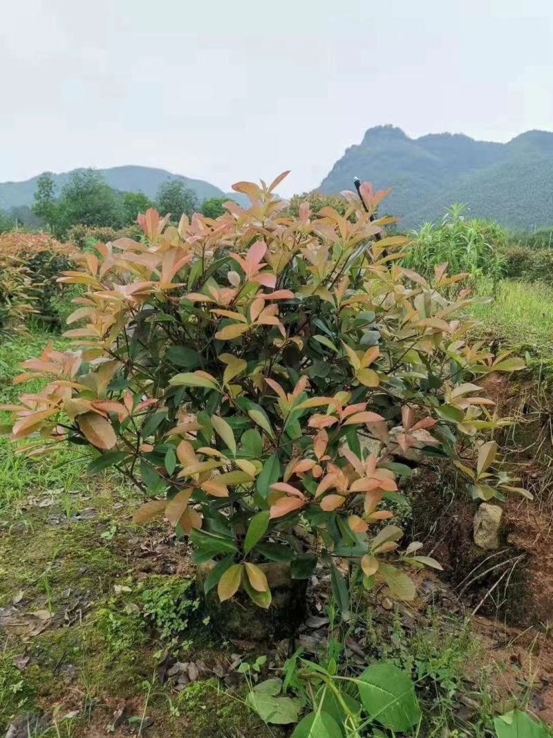 红叶石楠毛球地苗冠幅40-50-60-80-100，小苗