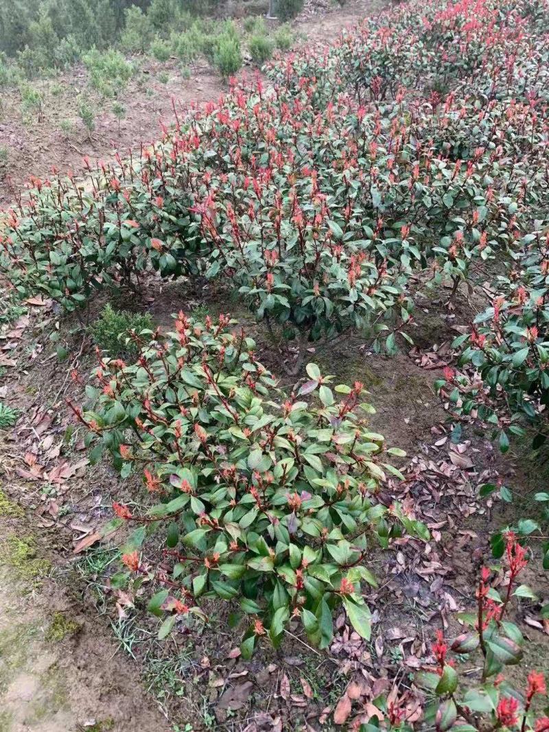 红叶石楠毛球地苗冠幅40-50-60-80-100，小苗