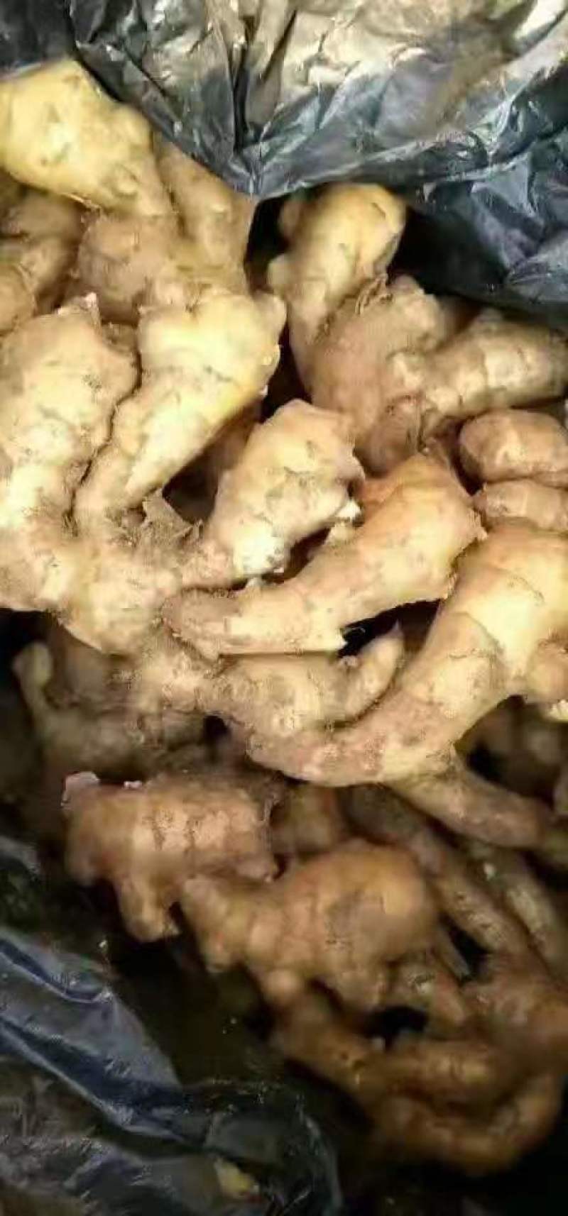 山东优质生姜种植基地产地直销支持全国发货价格不高