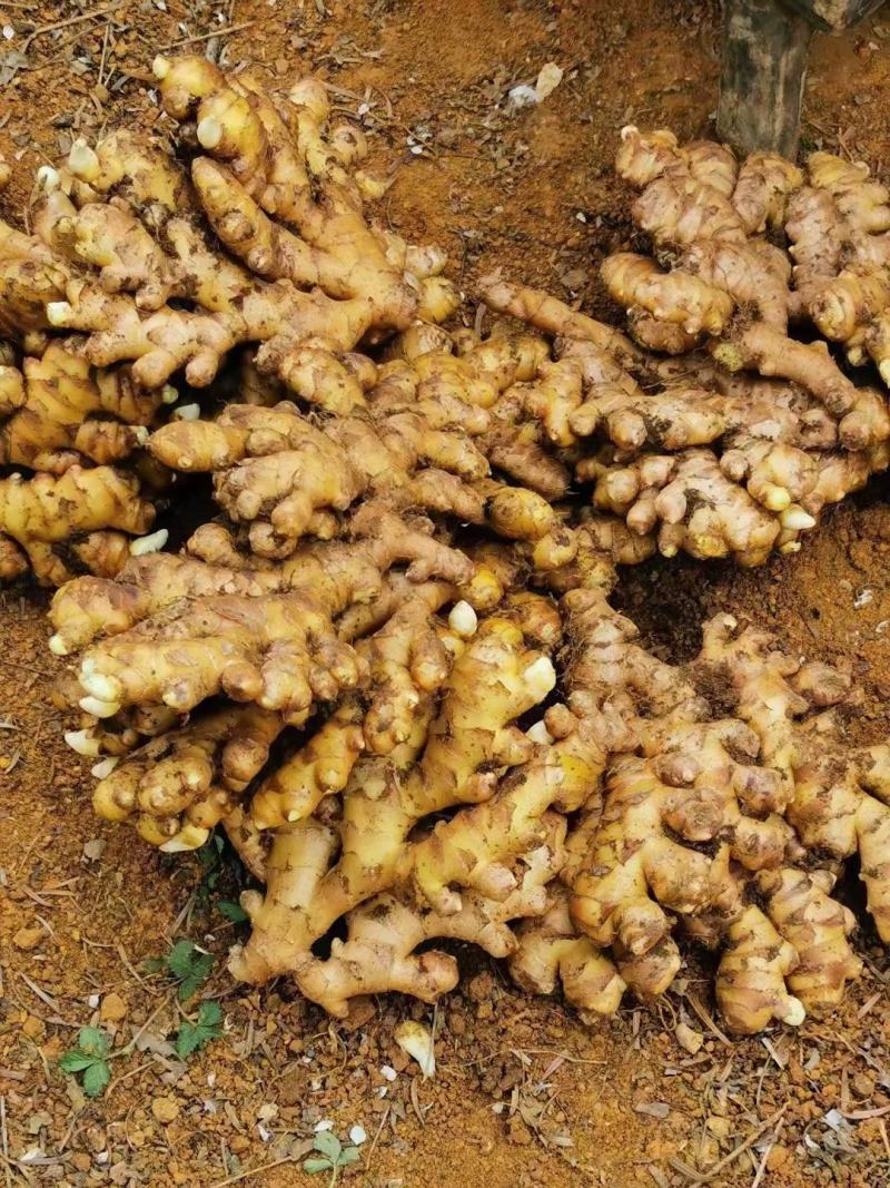 山东优质生姜种植基地产地直销支持全国发货价格不高