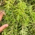 屋顶绿化佛甲草宿根多年生草坪草皮佛甲草容器盆栽地被佛甲