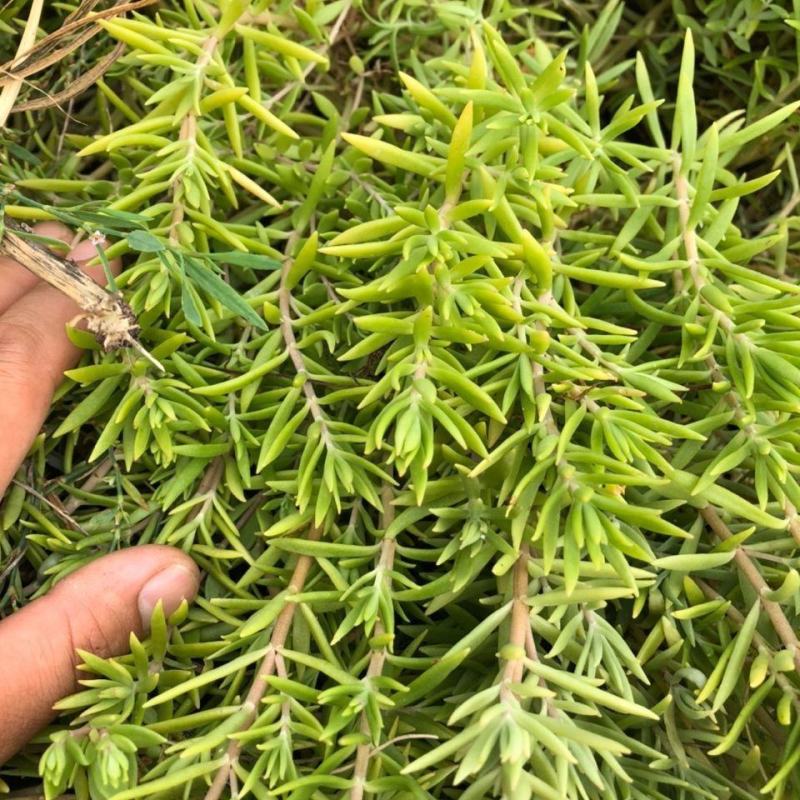 屋顶绿化佛甲草宿根多年生草坪草皮佛甲草容器盆栽地被佛甲
