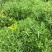 屋顶绿化佛甲草宿根多年生草坪草皮佛甲草容器盆栽地被佛甲