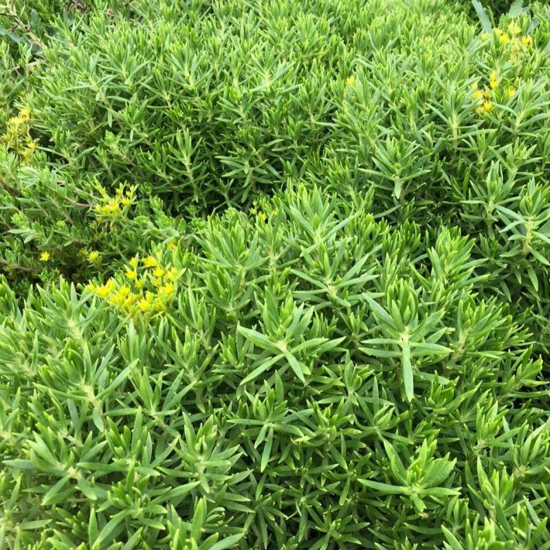 屋顶绿化佛甲草宿根多年生草坪草皮佛甲草容器盆栽地被佛甲