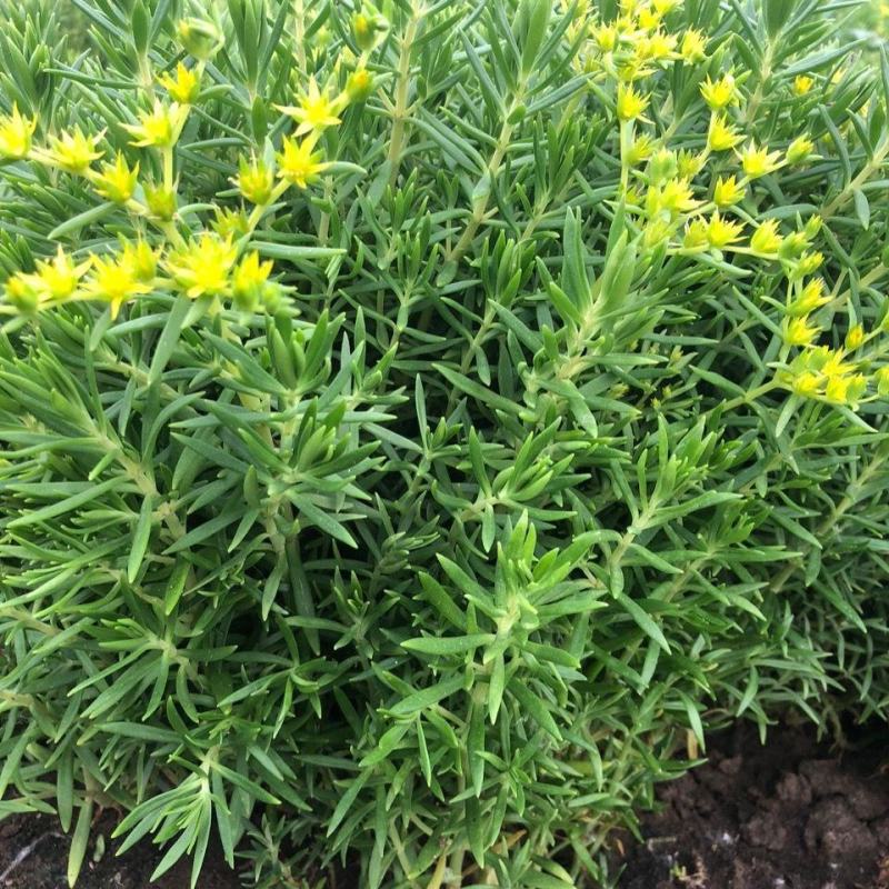 屋顶绿化佛甲草宿根多年生草坪草皮佛甲草容器盆栽地被佛甲