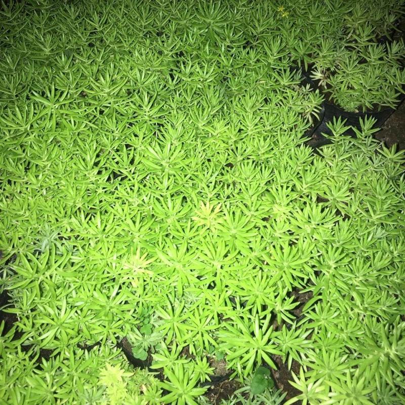 屋顶绿化佛甲草宿根多年生草坪草皮佛甲草容器盆栽地被佛甲