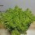 屋顶绿化佛甲草宿根多年生草坪草皮佛甲草容器盆栽地被佛甲