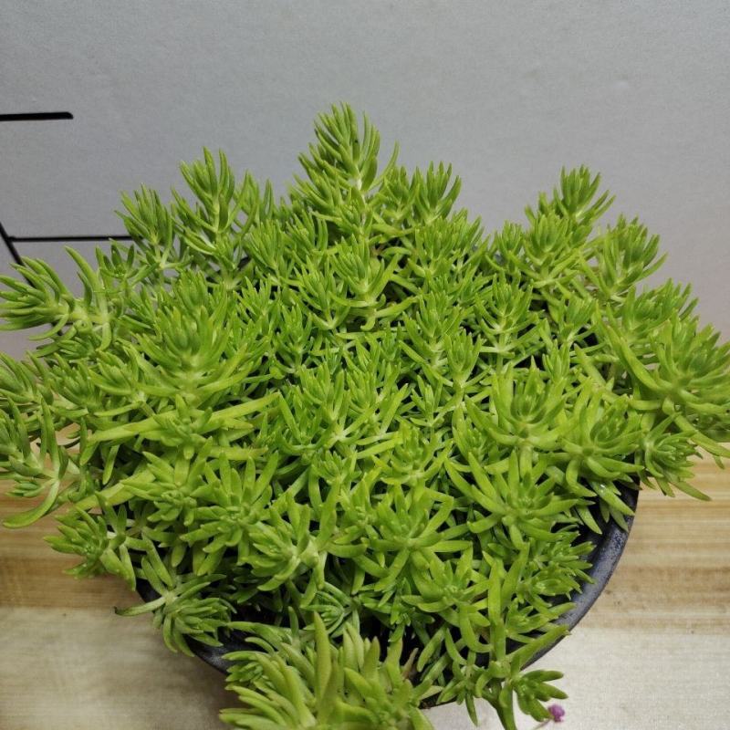 屋顶绿化佛甲草宿根多年生草坪草皮佛甲草容器盆栽地被佛甲