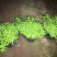 屋顶绿化佛甲草宿根多年生草坪草皮佛甲草容器盆栽地被佛甲