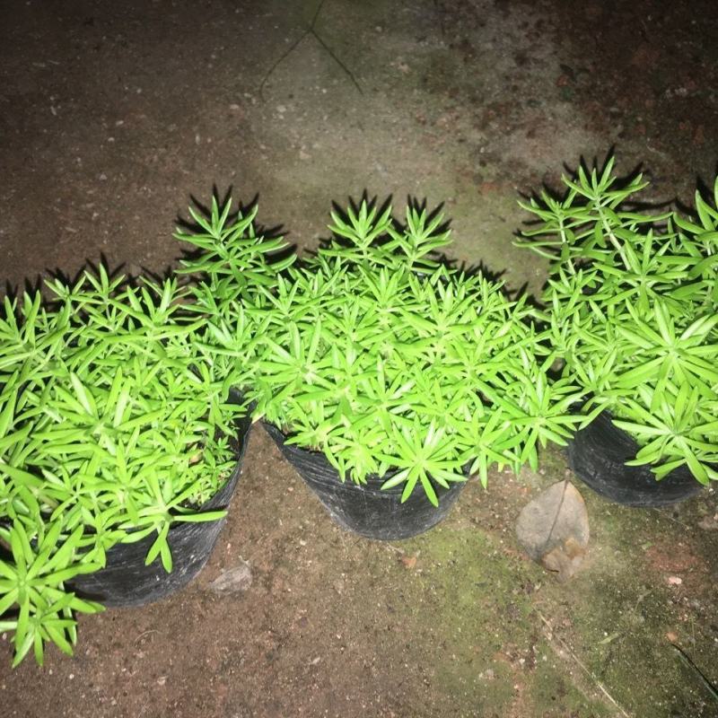 屋顶绿化佛甲草宿根多年生草坪草皮佛甲草容器盆栽地被佛甲