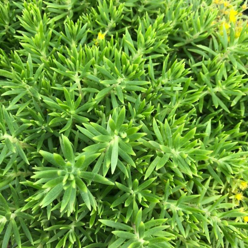 屋顶绿化佛甲草宿根多年生草坪草皮佛甲草容器盆栽地被佛甲