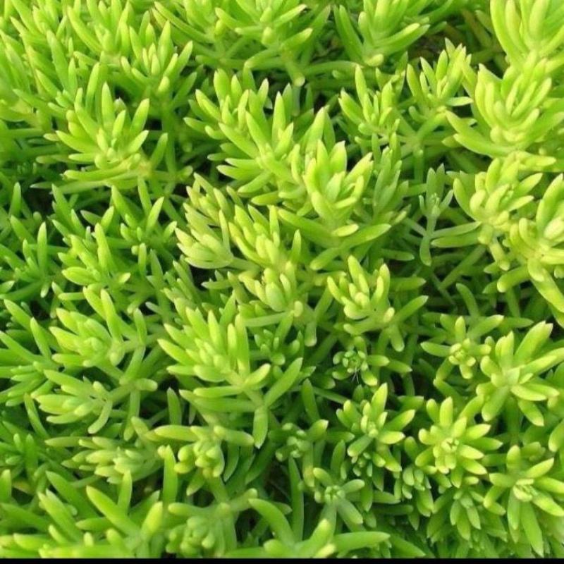 屋顶绿化佛甲草宿根多年生草坪草皮佛甲草容器盆栽地被佛甲