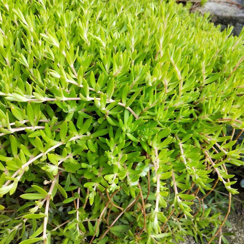 屋顶绿化佛甲草宿根多年生草坪草皮佛甲草容器盆栽地被佛甲