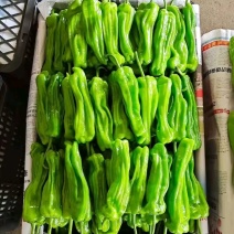 薄皮椒大量上市，货源充足诚招合作商ˉ来电咨询