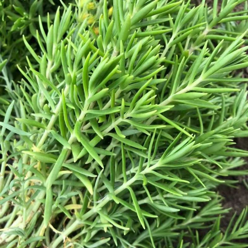 佛甲草盆栽屋顶绿化草坪多年地被植物批发耐旱抗寒室外阳台好
