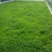 佛甲草盆栽屋顶绿化草坪多年地被植物批发耐旱抗寒室外阳台好
