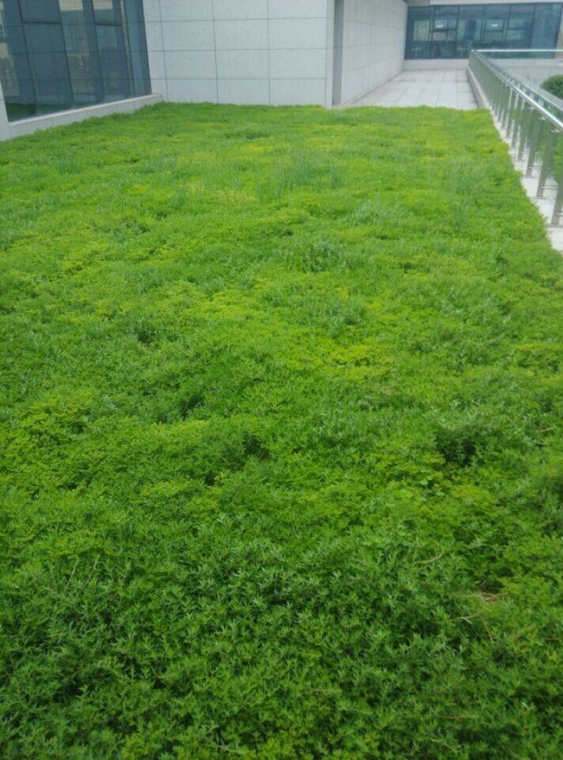 佛甲草盆栽屋顶绿化草坪多年地被植物批发耐旱抗寒室外阳台好