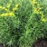 佛甲草盆栽屋顶绿化草坪多年地被植物批发耐旱抗寒室外阳台好