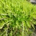 佛甲草盆栽屋顶绿化草坪多年地被植物批发耐旱抗寒室外阳台好
