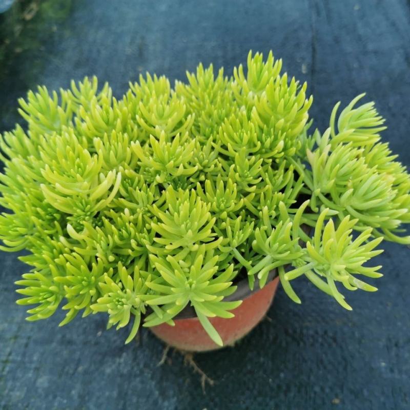 佛甲草盆栽屋顶绿化草坪多年地被植物批发耐旱抗寒室外阳台好
