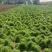 佛甲草盆栽屋顶绿化草坪多年地被植物批发耐旱抗寒室外阳台好
