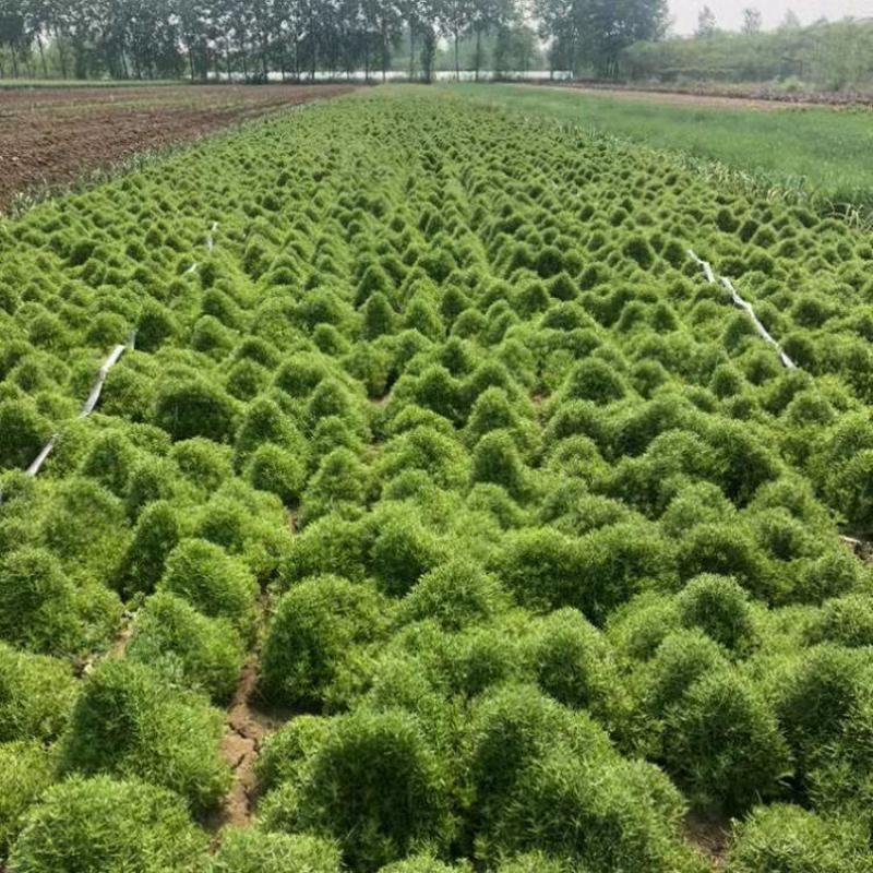 佛甲草盆栽屋顶绿化草坪多年地被植物批发耐旱抗寒室外阳台好