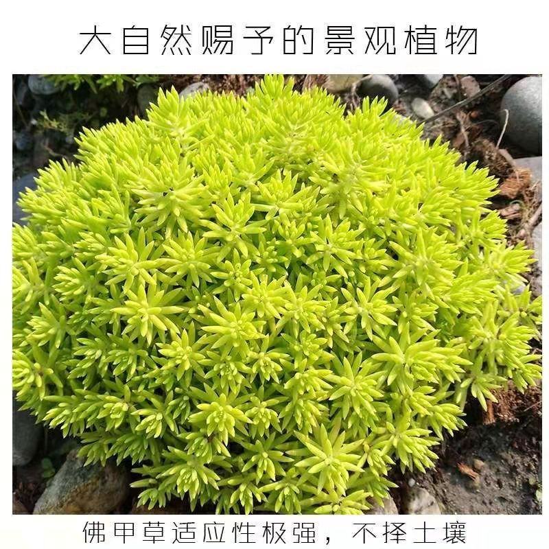 佛甲草盆栽屋顶绿化草坪多年地被植物批发耐旱抗寒室外阳台好