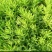 佛甲草盆栽屋顶绿化草坪多年地被植物批发耐旱抗寒室外阳台好