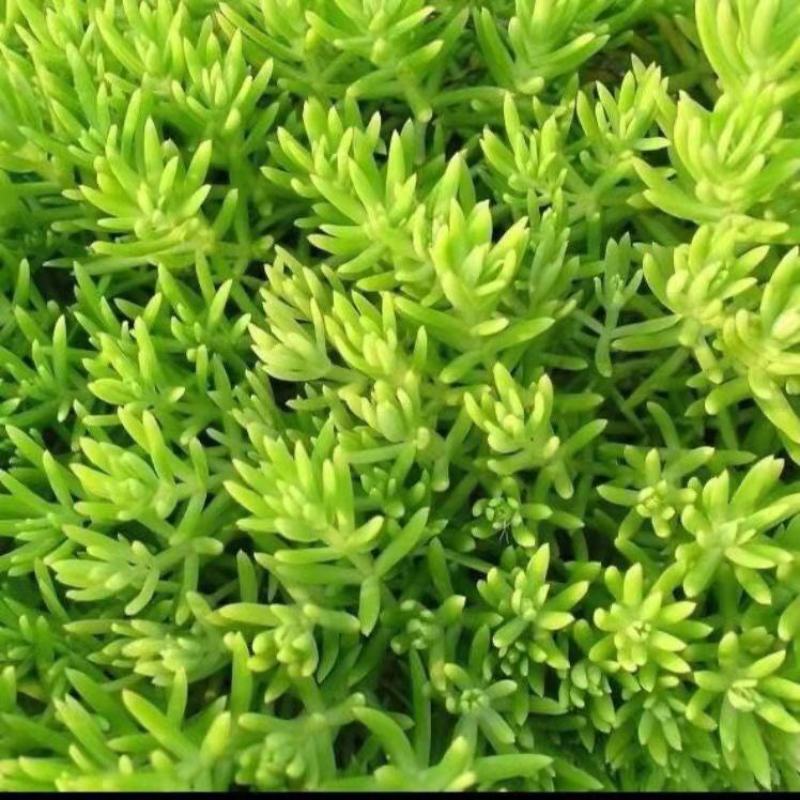 佛甲草盆栽屋顶绿化草坪多年地被植物批发耐旱抗寒室外阳台好