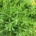 佛甲草盆栽屋顶绿化草坪多年地被植物批发耐旱抗寒室外阳台好