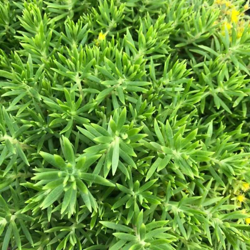 佛甲草盆栽屋顶绿化草坪多年地被植物批发耐旱抗寒室外阳台好