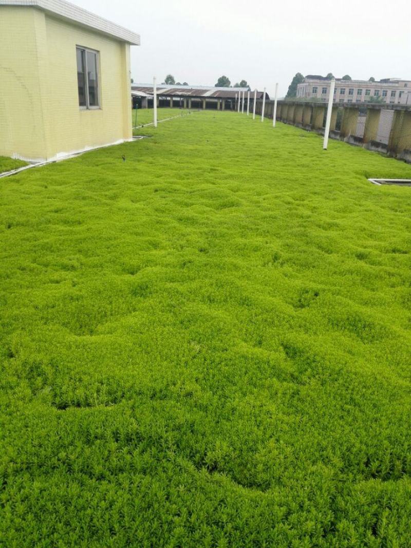 佛甲草盆栽屋顶绿化草坪多年地被植物批发耐旱抗寒室外阳台好