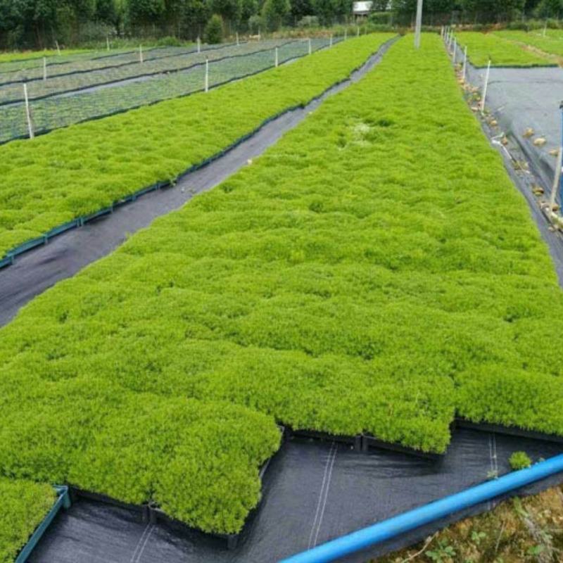 佛甲草盆栽屋顶绿化草坪多年地被植物批发耐旱抗寒室外阳台好