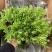 佛甲草盆栽屋顶绿化草坪多年地被植物批发耐旱抗寒室外阳台好
