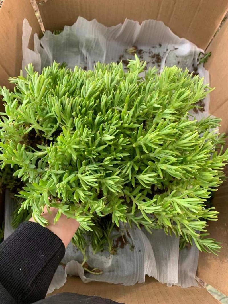 佛甲草盆栽屋顶绿化草坪多年地被植物批发耐旱抗寒室外阳台好