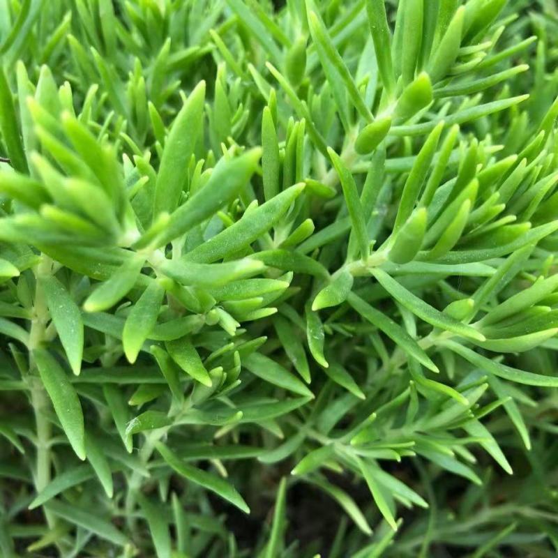 佛甲草盆栽屋顶绿化草坪多年地被植物批发耐旱抗寒室外阳台好
