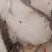 【无冰衣】鳕鱼中段鳕鱼进口深海鳕鱼新鲜冷冻海鲜