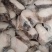 【无冰衣】鳕鱼中段鳕鱼进口深海鳕鱼新鲜冷冻海鲜
