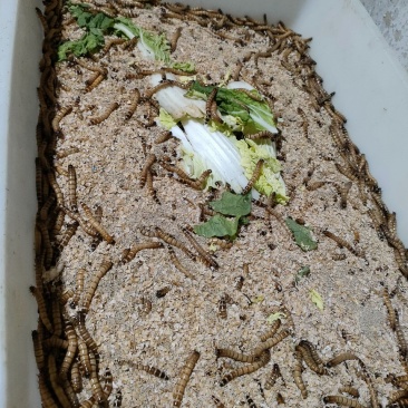 大麦虫