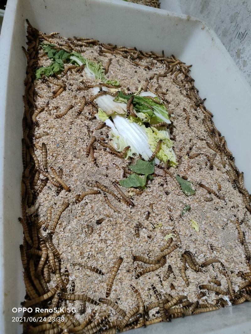 大麦虫