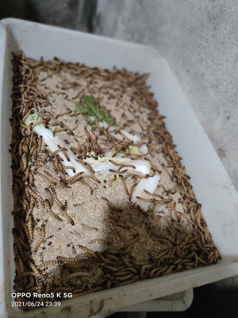 大麦虫