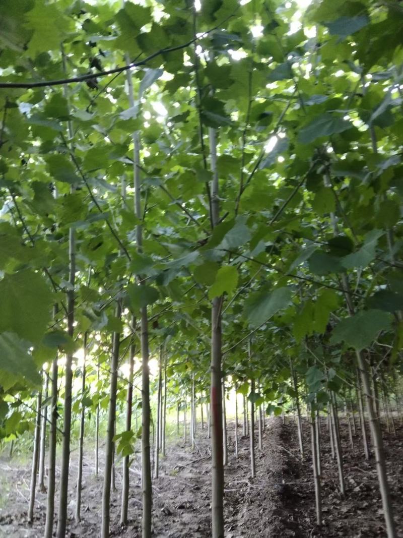 【推荐】法桐特价处理成活率高苗圃直发欢迎来电订购