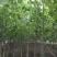 【推荐】法桐特价处理成活率高苗圃直发欢迎来电订购