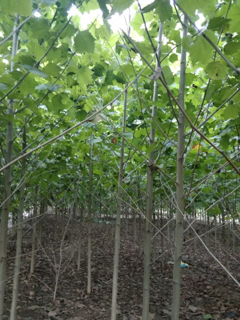 【推荐】法桐特价处理成活率高苗圃直发欢迎来电订购