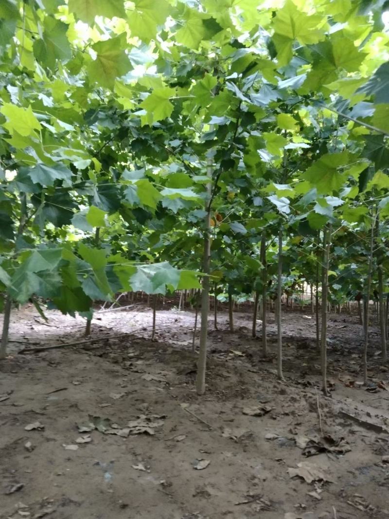 【推荐】法桐特价处理成活率高苗圃直发欢迎来电订购