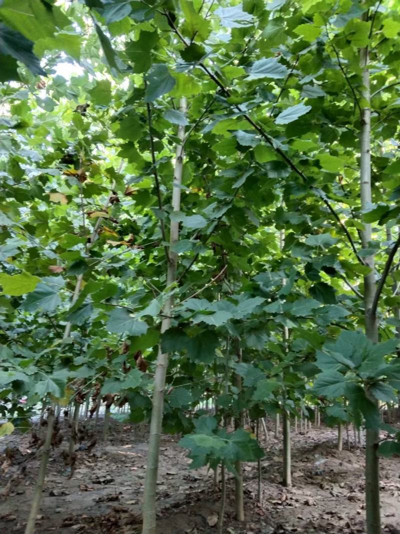 【推荐】法桐特价处理成活率高苗圃直发欢迎来电订购