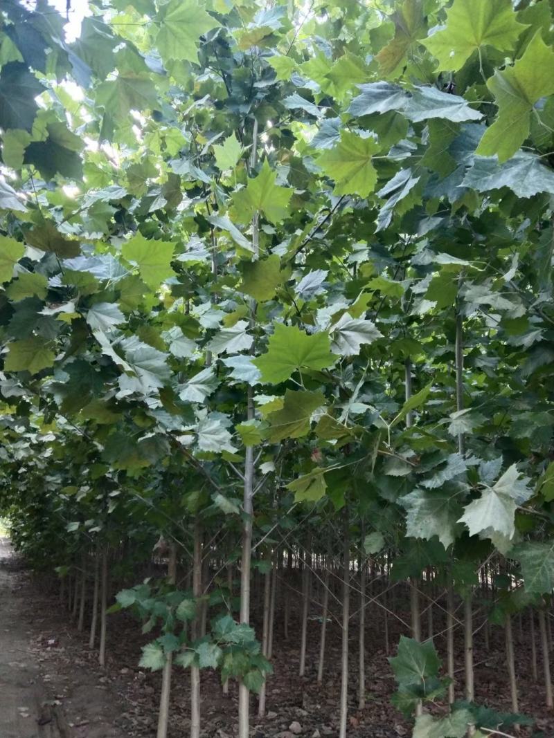 【推荐】法桐特价处理成活率高苗圃直发欢迎来电订购