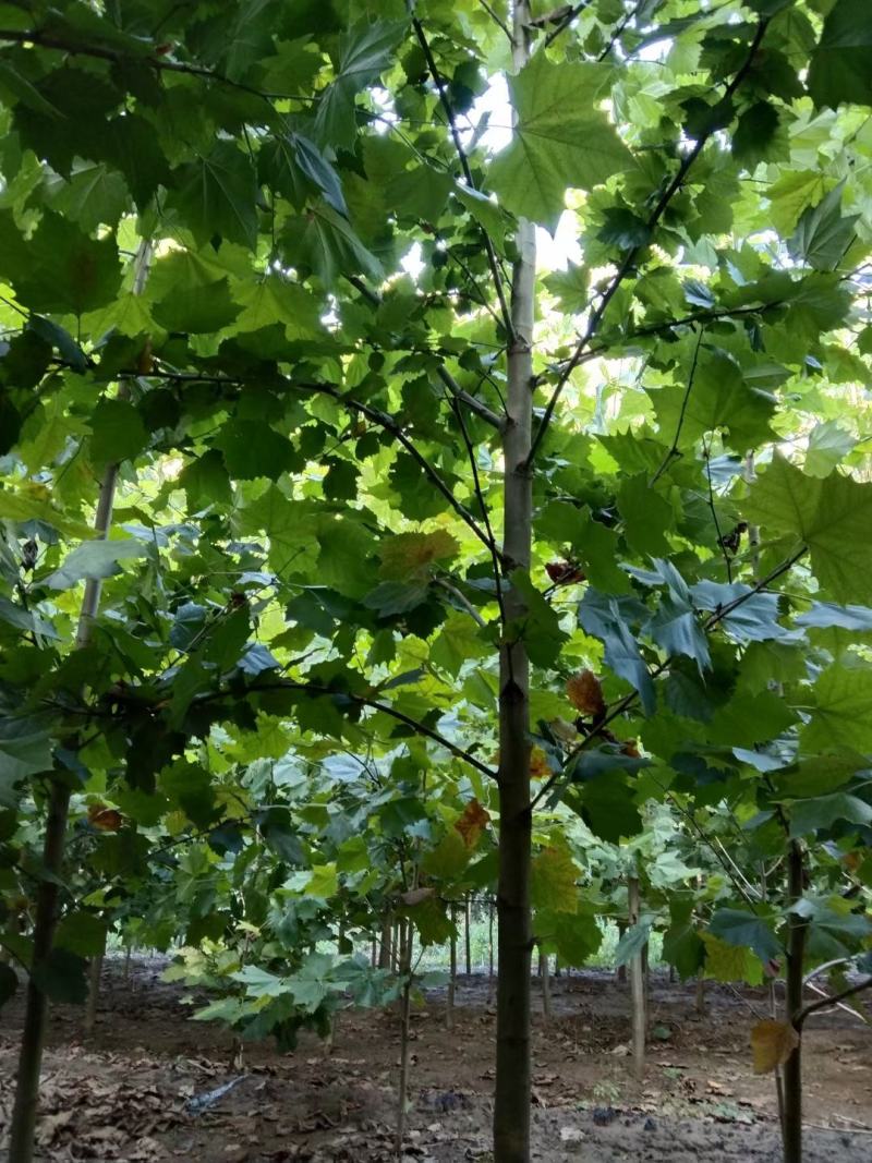 【推荐】法桐特价处理成活率高苗圃直发欢迎来电订购