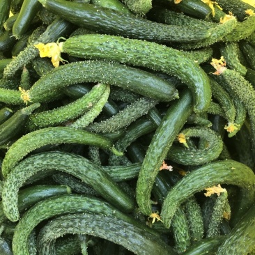 黄瓜扭，山东小黄瓜开始供应！泡菜，腌菜。