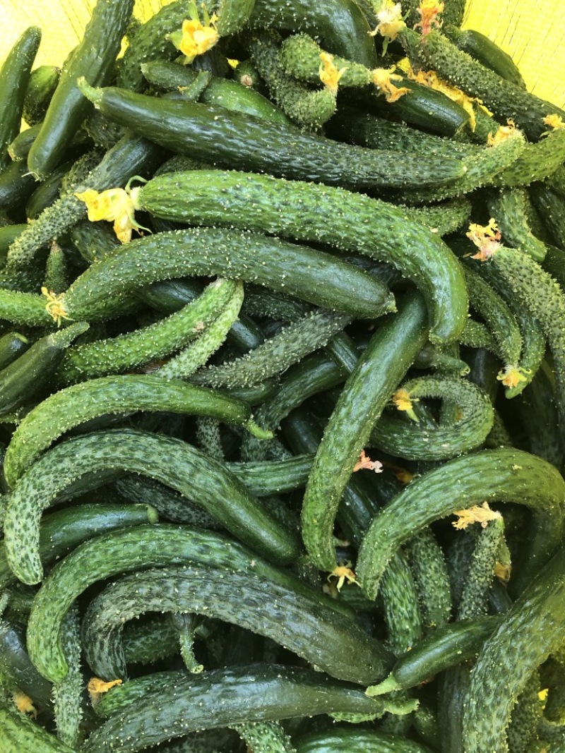 黄瓜扭，山东小黄瓜开始供应！泡菜，腌菜。